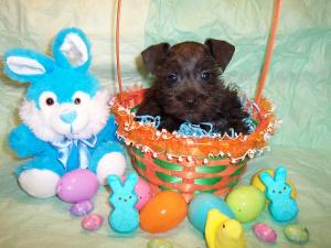 MiniSchnauzerpuppiesreadynowforEaster